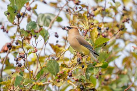 Cedar waxwing bird at Vancouver BC Canadaの写真素材