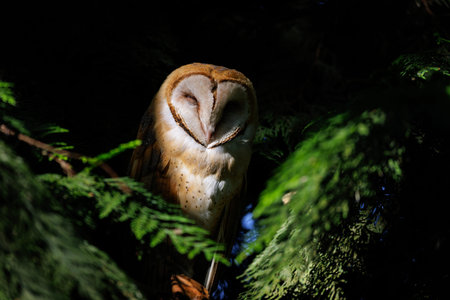Barn owl bird at Vancouver BC Canadaの写真素材