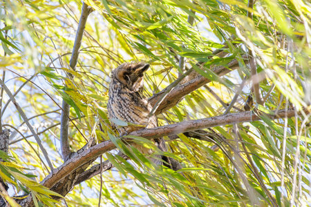 Long eared owl bird at Beijing China