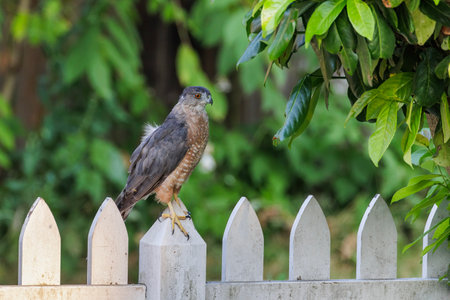 Cooper's hawk bird at Vancouver BC Canadaの写真素材