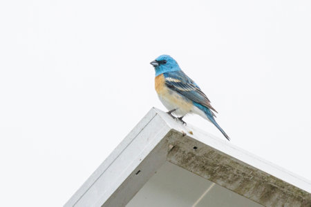 Lazuli bunting bird at Vancouver BC Canadaの写真素材