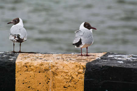 two black-headed seagulls on a board of pierの写真素材