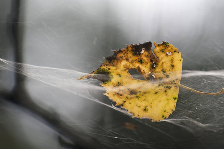 yellow autumn leaf in a spider s webの写真素材