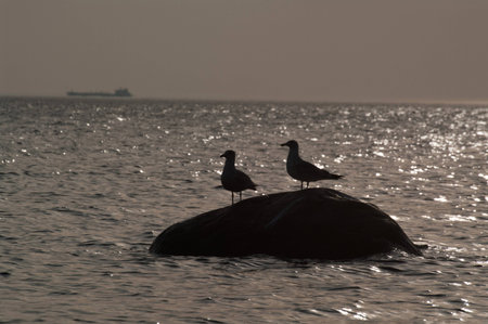 two seagulls on a stone in the sea sunsetの写真素材