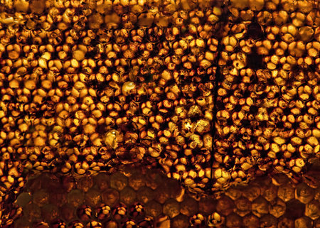 Bright yellow honeycomb
