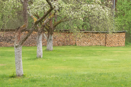 Firewood stacked in a gardenの写真素材