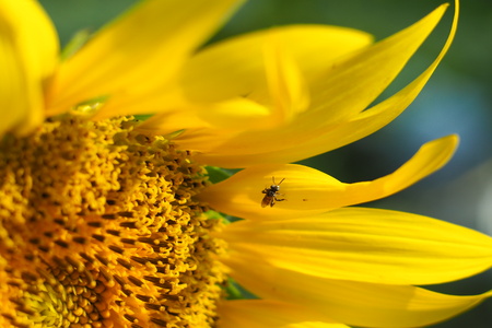Little bee, tasting the sweetness of yellow sunflower.の写真素材