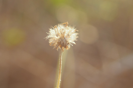 Dreamy and soft focus, Dried Dandelion, Little Iron-weed, Purple Flea-bane white flower on brown pastel  bokeh background.の写真素材
