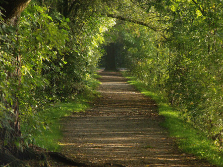 Small road in the morning