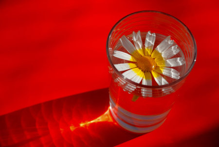 Cup water, chamomile, herb, white petals, background, red, yellow,の写真素材