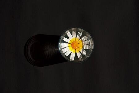 Cup, water, chamomile, herb, white petals, background, red, yellow, black, topの写真素材