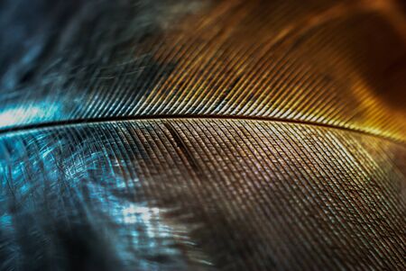 Two tone doves featherの写真素材