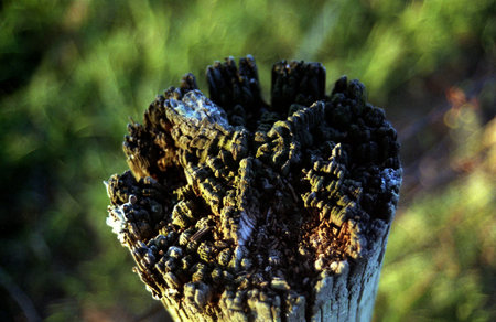 fence post top