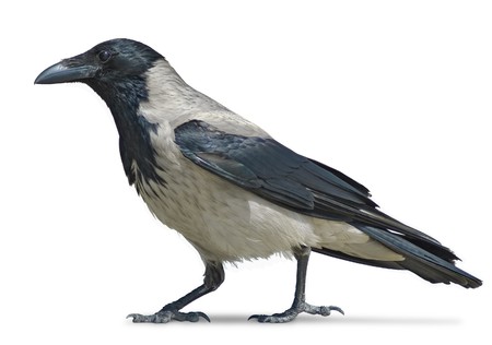 Hooded crow isolated on whiteの写真素材
