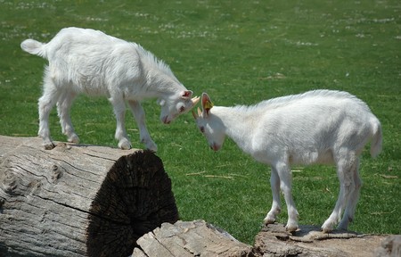 Two baby goats in a mock fightの写真素材