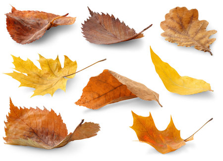 Collection of autumn leaves isolated on whiteの写真素材