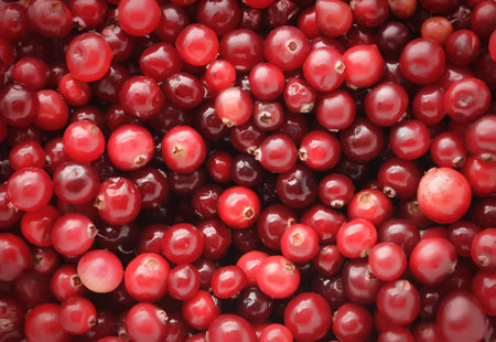 Cranberries horizontal backgroundの写真素材