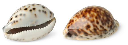 Sea shells isolated on white