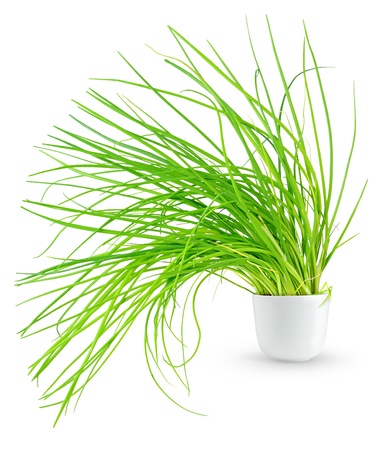 Spring onions in a pot isolated on whiteの写真素材