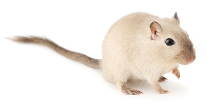 Cute little gerbil of siamese color isolated on white backgroundの写真素材