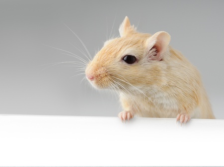 Cute little gerbil standing above white bannerの写真素材
