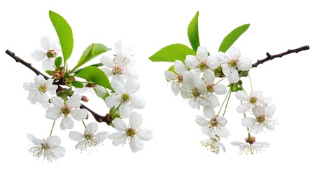 Cherry flowers isolated on whiteの写真素材