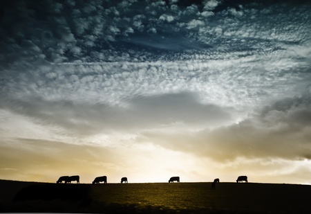 Silhouettes of cows on meadow against dramatic sunsetの写真素材