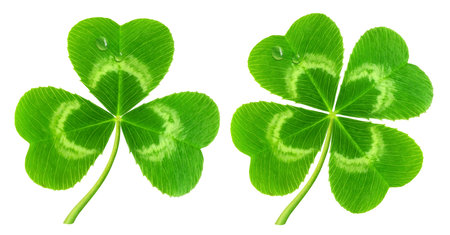 Three-leaf and four-leaf clover isolated on white  symbol of Saint Patrick
