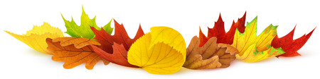 Colorful autumn leaves isolated on whiteの写真素材