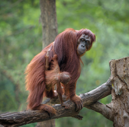 Little orangutan hugging its mom, with jungle as a backgroundの写真素材