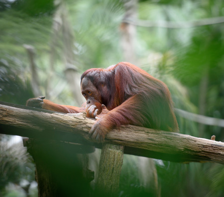 Adult orangutan sitting deep in thoughts, with jungle as a backgound, shallow depth of fieldの写真素材