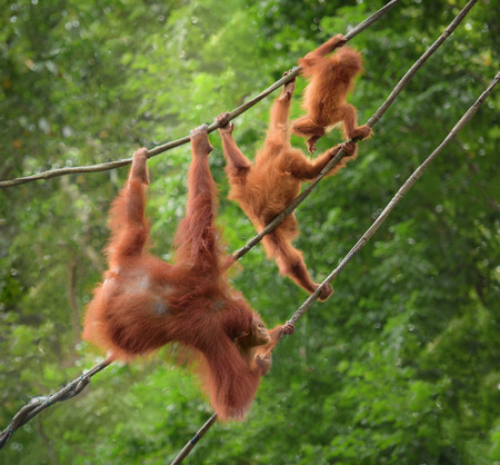 Orangutang family in funny poses walking on a rope with jungle as a backgroungの写真素材