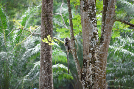Tropical rainforest with a monkey sitting on a tree