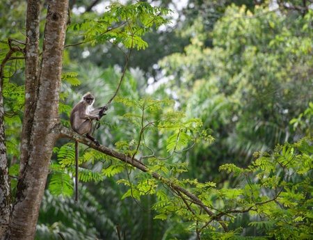 Tropical rainforest with a monkey sitting on a tree