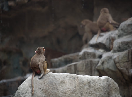 Baby monkey of Hamadryas baboon sitting in a sad and lonely pose