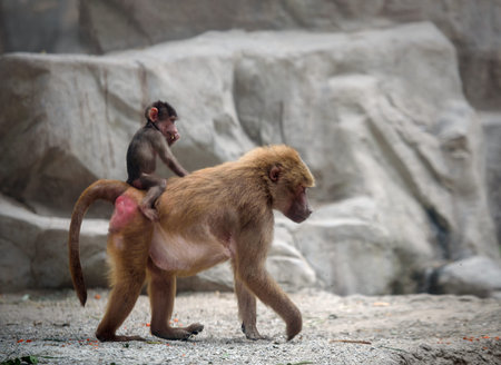 Baby Hamadryas baboon riding on a back of its mom