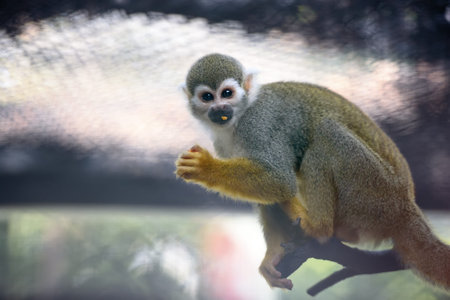 Cute squirrel monkey with food