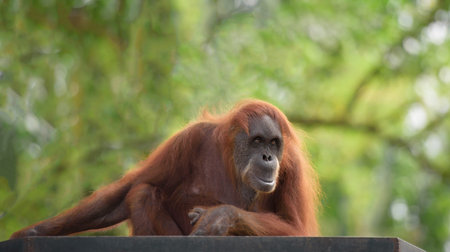 Adult orangutan sitting with jungle as a background