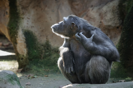 Chimpanzee backlit half faced scratching itself with funny faceの写真素材