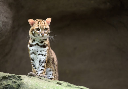 Very annoyed leopard cat