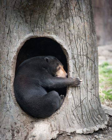 Malayan bear in its lairの写真素材