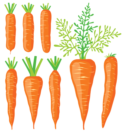 Collection of various carrots, vector illustrationsのイラスト素材