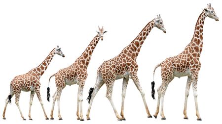 Giraffes in various poses isolated on white with clipping pathの写真素材