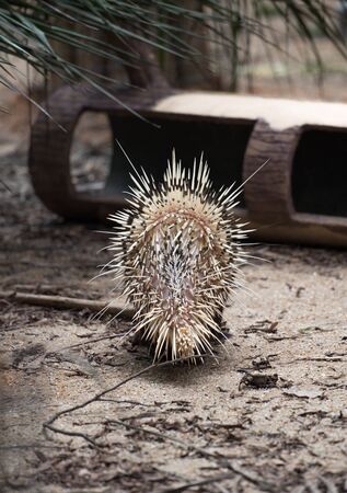 Porcupine back viewの写真素材