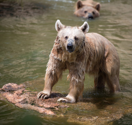 Syrian brown bear standing on rock the middle of the river