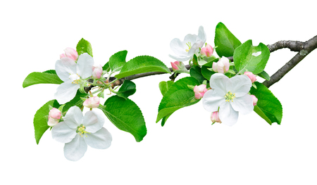 Isolated apple branch. Apple tree branch with leaves and flowers isolated on white background with clipping pathの写真素材