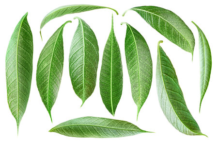 Isolated leaves. Collection of mango tree leaves of various shapes isolated on white background