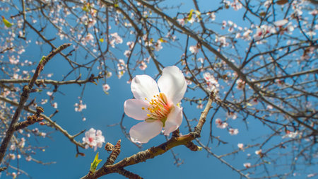 Macro of almond blossom. Closeup of one almond tree flower over blue sky and blooming trees...