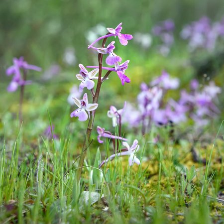 Pink wild orchids over green grass and moss background in forest during spring, soft focus. Orchis Troodi is Cyprus endemic orchid varietyの写真素材