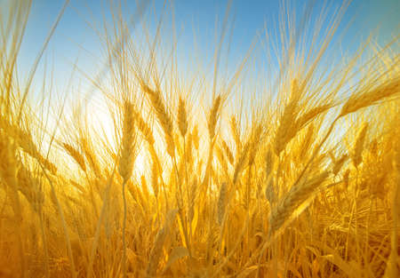 Wheat spikes in a field, brightly lit dramatic wide angle shot against blue skyの写真素材